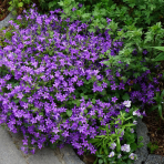 Zvonček (Campanula) ‘CLOCKWISE DEEP BLUE’ - výška 10-15 cm, kont.C1,5L